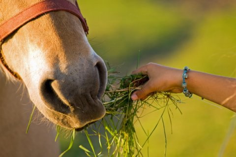Fotori af Mogens Greve